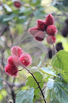 Urucum background details photo, urucuzeiro, Achiote, Bixa orellana , Brazilian species, Amazon species photo