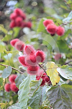 Urucum background details photo, urucuzeiro, Achiote, Bixa orellana , Brazilian species, Amazon species photo