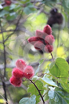 Urucum background details photo, urucuzeiro, Achiote, Bixa orellana , Brazilian species, Amazon species photo