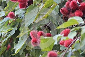 Urucum background photo, urucuzeiro, Achiote, Bixa orellana , Brazilian species, Amazon species photo