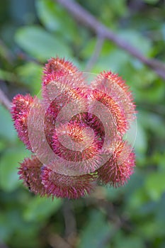 Urucum, Brazilian Fruit This fruit it is a typical from brazilian region.