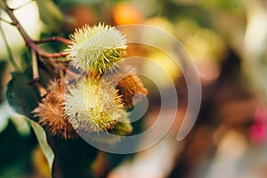 Urucum, a Brazilian plant popularly used for spices and mainly in the indigenous culture. It is also known as paprika colorau