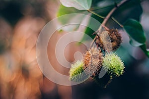 Urucum, a Brazilian plant popularly used for spices and mainly in the indigenous culture. It is also known as paprika colorau