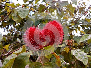 Urucum fruits. Achiote (Bixa orellana). Tree that produces red fruits known in Brazil as \