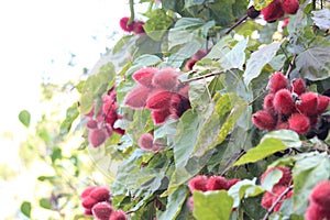 Urucum fruits background details photo, urucuzeiro, Achiote, Bixa orellana , Brazilian species, Amazon species photo