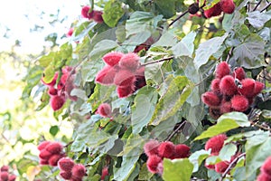 Urucum fruits background details photo, urucuzeiro, Achiote, Bixa orellana , Brazilian species, Amazon species photo