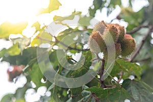 The urucum tree with many fruits hanging photo