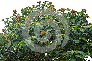 The urucum tree with many fruits hanging