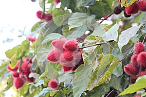 Urucum, urucuzeiro, Achiote, Bixa orellana , Brazilian species, Amazon species photo