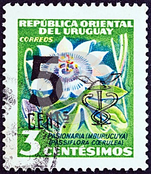 URUGUAY - CIRCA 1958: A stamp printed in Uruguay shows Blue passion flower Passiflora caerulea, circa 1958.