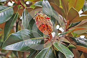 The fruit and seeds of Magnolia grandiflora evergreen tree. Montevideo, Uruguay photo