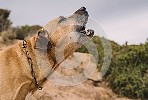 Uruguayan cimarron breed dog hunting in the field.