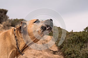 Uruguayan cimarron breed dog hunting in the field.