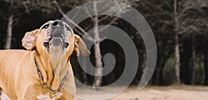 Uruguayan cimarron breed dog hunting in the field.