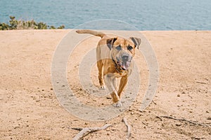 Uruguayan cimarron breed dog hunting in the field.