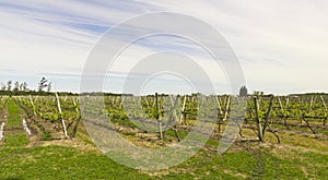 Uruguayan vineyards