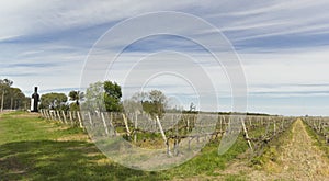 Uruguayan wine grapevines