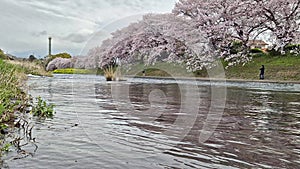 Urui River Sakura with a view of the mountains and Mount Fuji behind