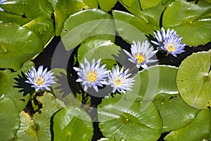 Urunga wetlands with a mass of waterlilies