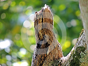 Urutau (Nyctibius griseus), bird from South and Central America