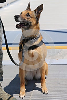 US Air Force K-9 dog provides security