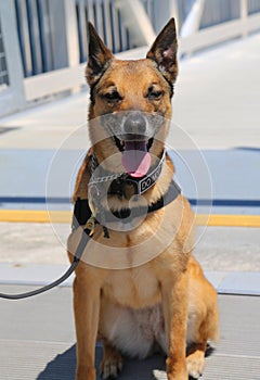 US Air Force K-9 dog provides security