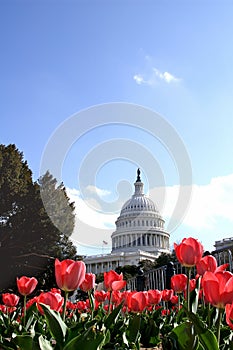 US Capital Building at Tulip Time