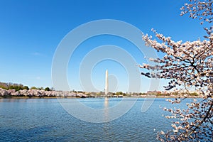 US capital panorama during peak of cherry trees blossom in spring with Washington Memorial in a view.