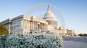 Washington DC US Capitol Building Spring Bloom Spirea photo