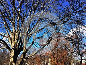 US Capitol building in Autumn, Washington DC