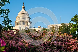 US Capitol building in the background of a bush of flowers in Washington, D.C., Maryland, USA