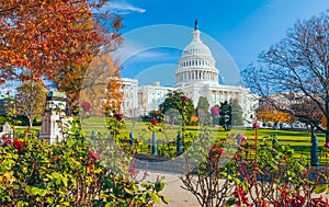 US Capitol building framed by roses and trees.Washington DC.USA