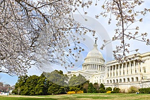 US Capitol building in spring, Washington DC, USA