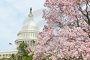 US Capitol building in spring, Washington DC, USA