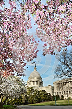 US Capitol Building in Washington DC USA in spring