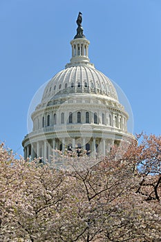 US Capitol and cherry blossoms, Washington, DC