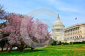 US Capitol Hill in cherry bloom