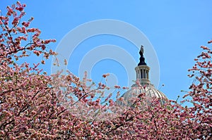 US Capitol Hill in cherry bloom