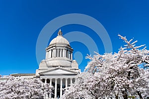 us capitol with sakura park bloom. Washington State Capitol. Legislative Building