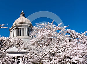 us capitol with summer sakura bloom. Washington State Capitol. Legislative Building