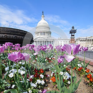 US Capitol with tulips foreground Washington DC