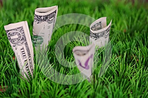 US dollars banknotes growing in green grass