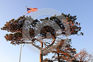 US Flag flying on a pole, view through the crown of a pine tree in sunset colors, Sandy Hook, NJ