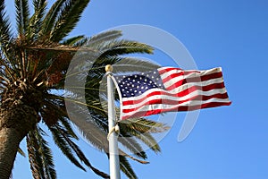 US Flag with Palm Tree