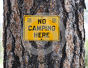 US Forest Service No Camping Sign on a Pine Tree