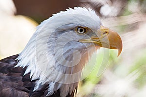 US National bird. Bald Eagle outdoor