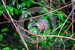 US Wetlands\' Stealthy Spectacle - Green Heron (Butorides virescens) West of the Rockies