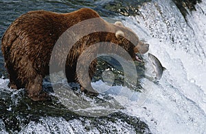 USA Alaska Katmai National Park Brown Bear catching Salmon in river side view