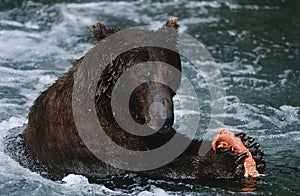 USA Alaska Katmai National Park Brown Bear feeding on salmon in river