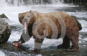 USA Alaska Katmai National Park Brown Bears eating Salmon river side view